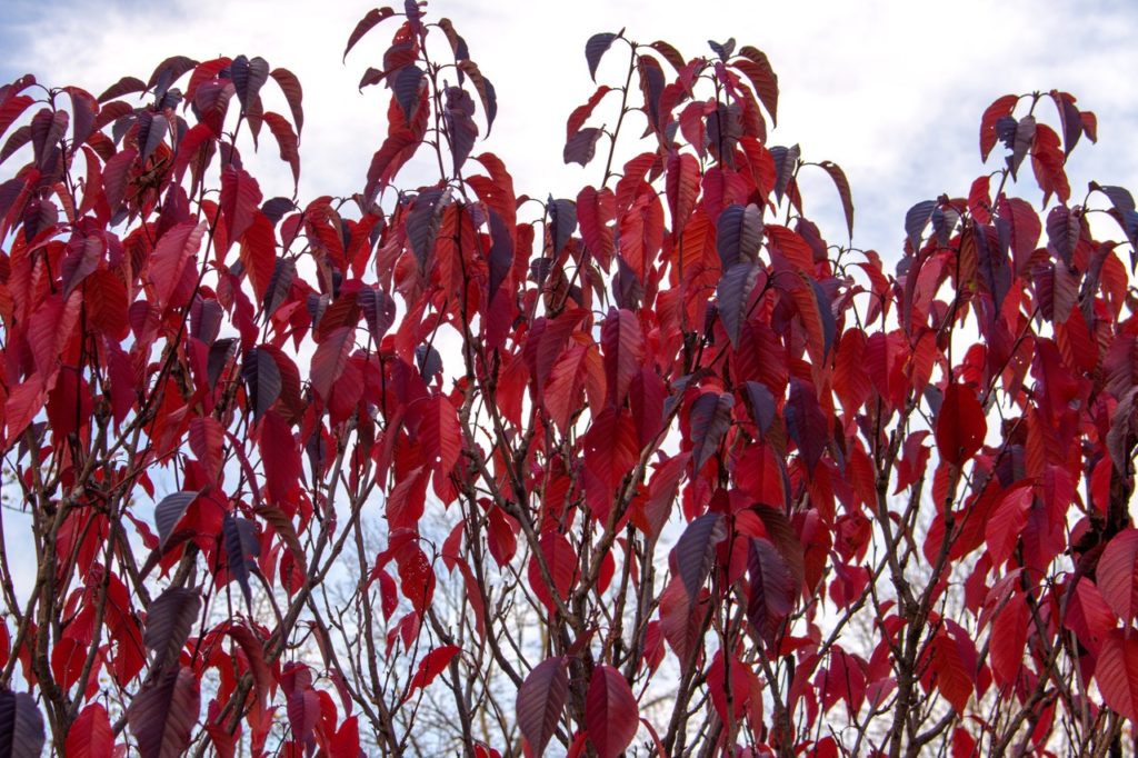 the purple and red coloured leaves from a purple-leaf plum against a cloudy sky