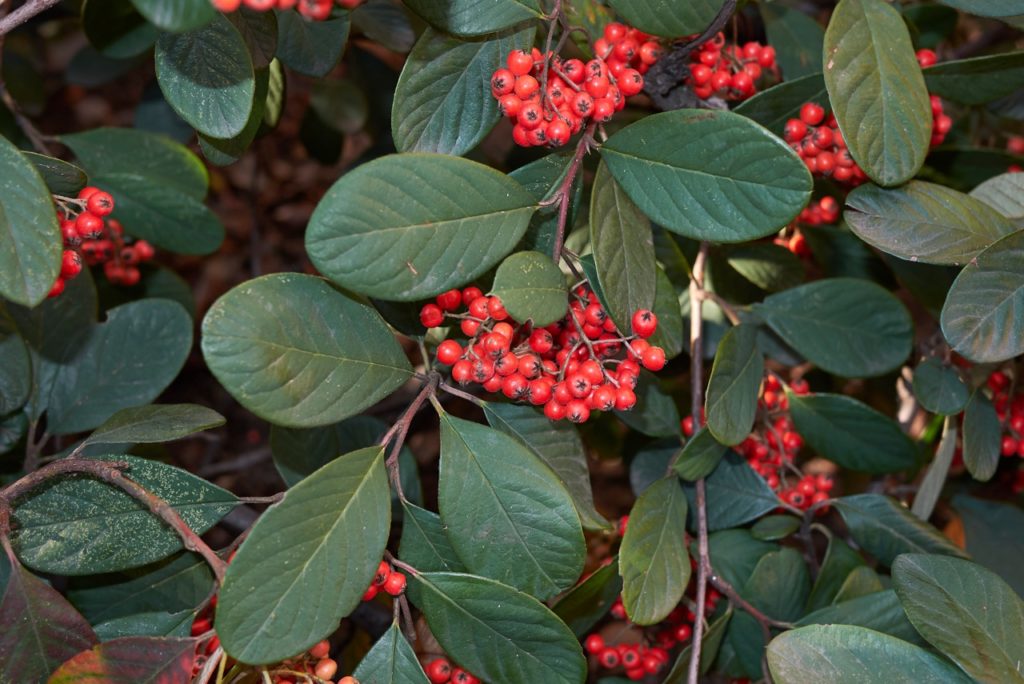 cotoneaster lacteus shrub