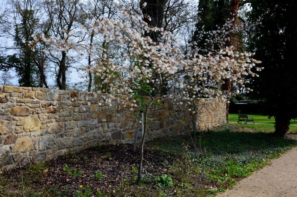 a young Amelanchier lamarckii tree with white flowering blossoms growing in front of a stone wall