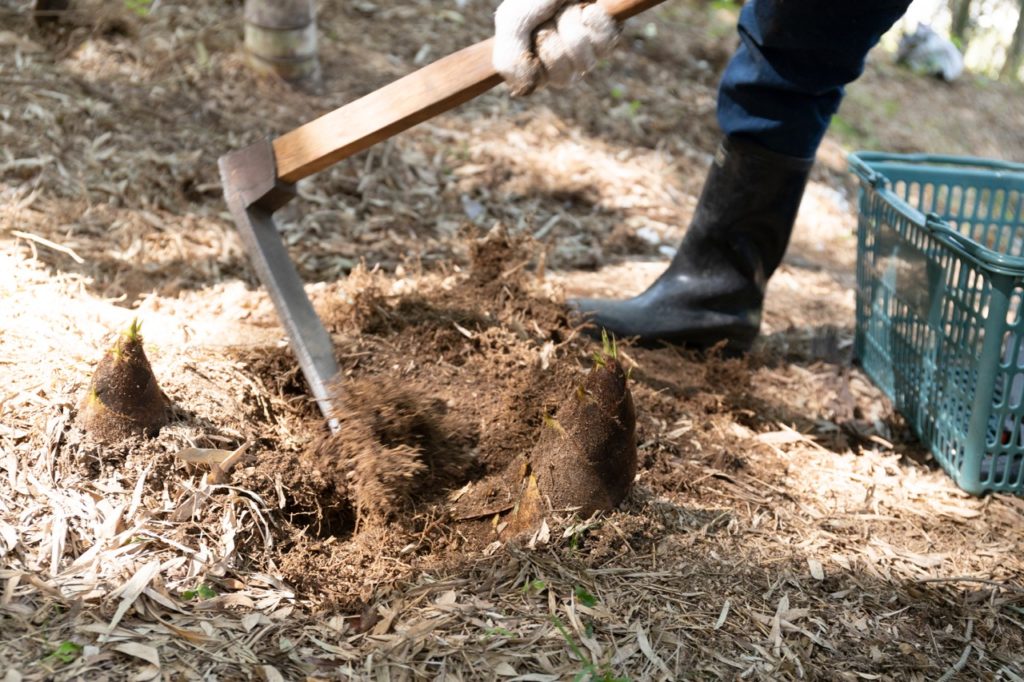 a pick being used to dig around the base of a bamboo shoot emerging from mulched ground