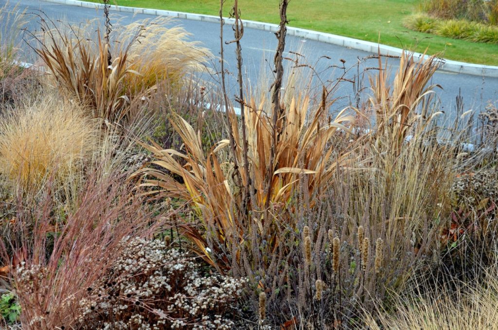a crocosmia with brown leaves at the end of its season and ready to be cut back