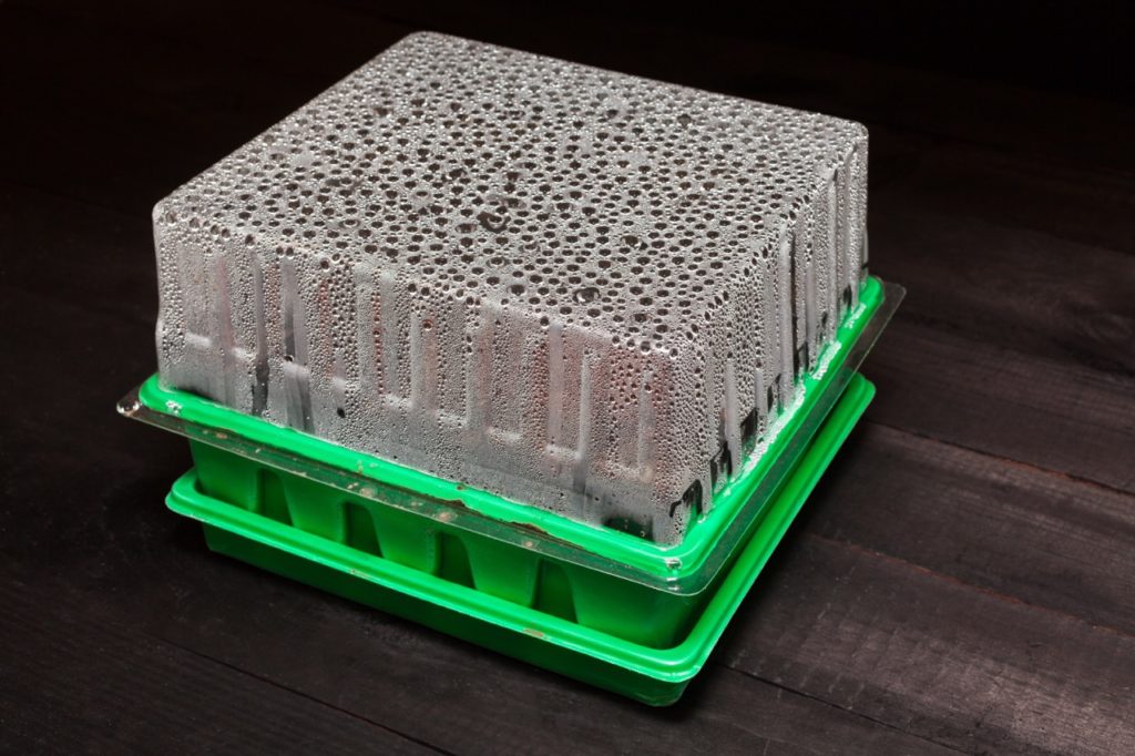 a green propagator with a plastic cover growing seedlings indoors on a wooden surface