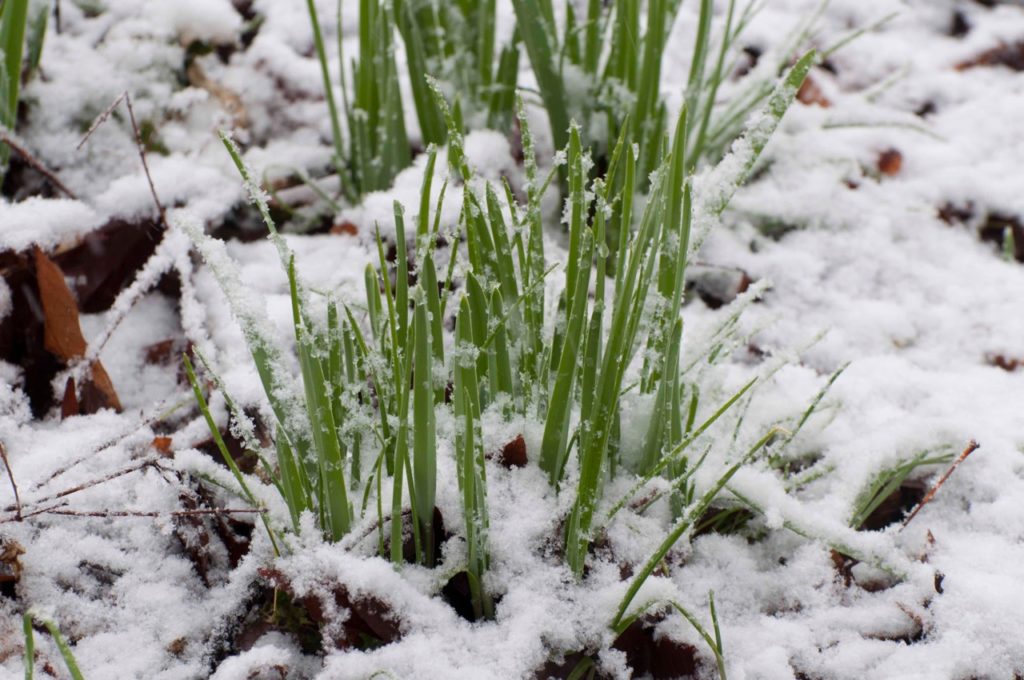 long thin blades of crocosmia foliage growing from snow covered ground