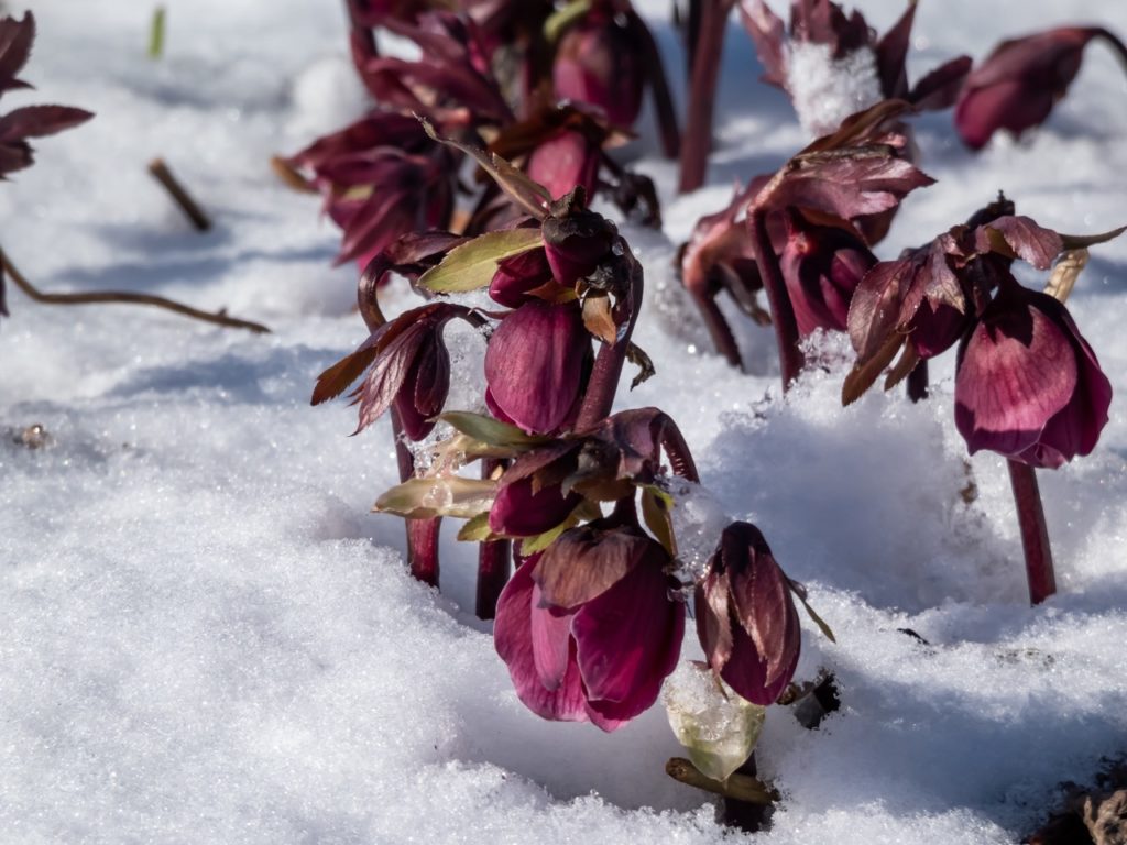 hellebore flowers with purple petals wilting in the snow outside