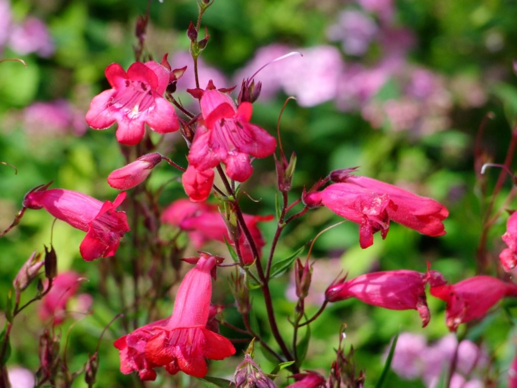 pink flowering penstemon plant with flowers growing from red stems
