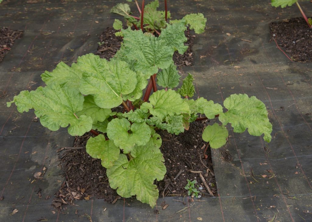 large green leaves growing from the purple stems of a rhubarb plant growing from ground covered with a weed barrier