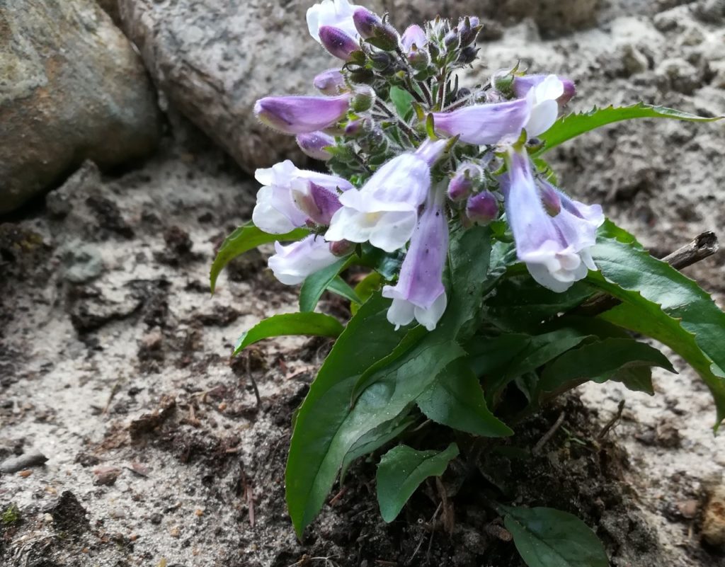 a lilac and white flowering penstemon with green leaves growing in sandy soil with rocks in the background