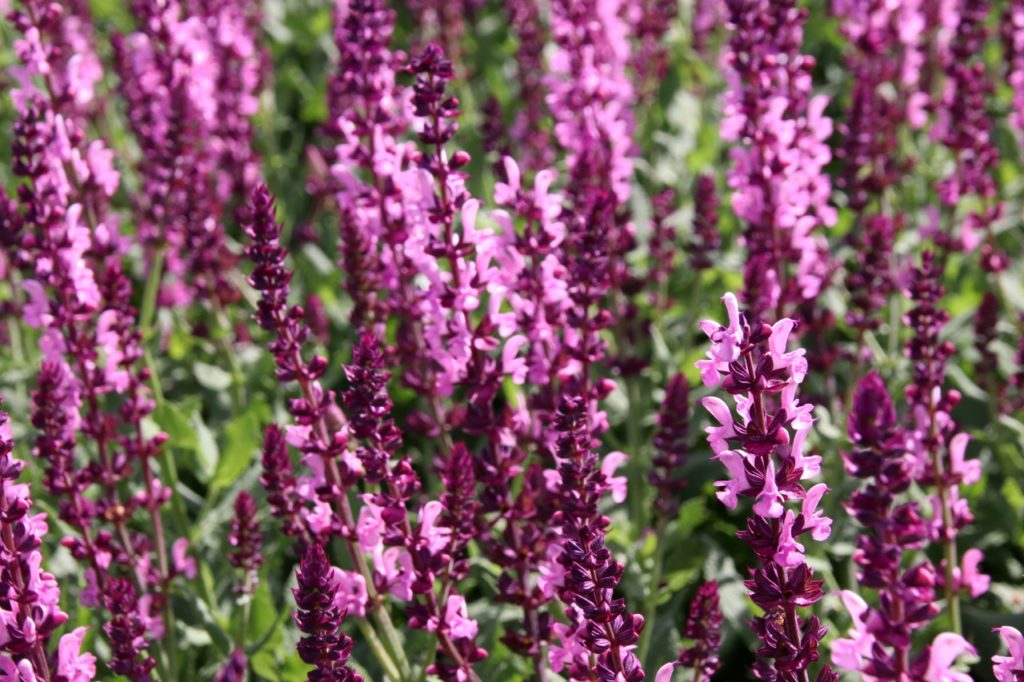 salvia nemorosa 'sensation rose' plants with upright purple stems and an abundance of pink and purple flowers growing in a field