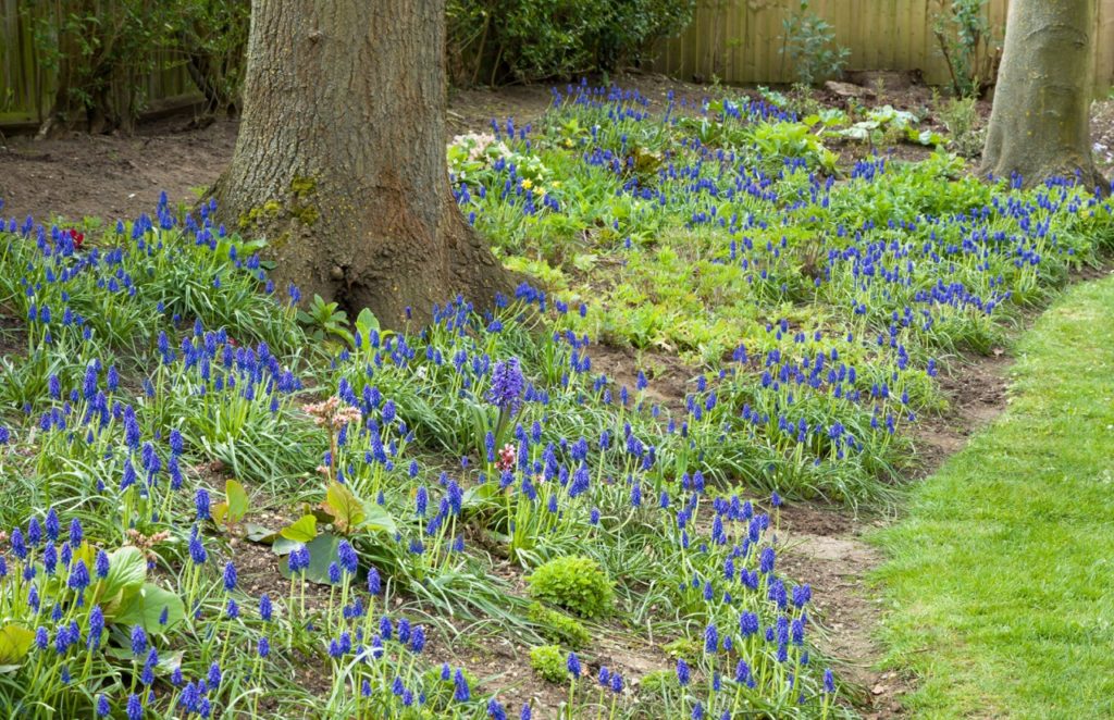 grape hyacinth plants with dark blue flowers growing in clusters around the base of some large trees