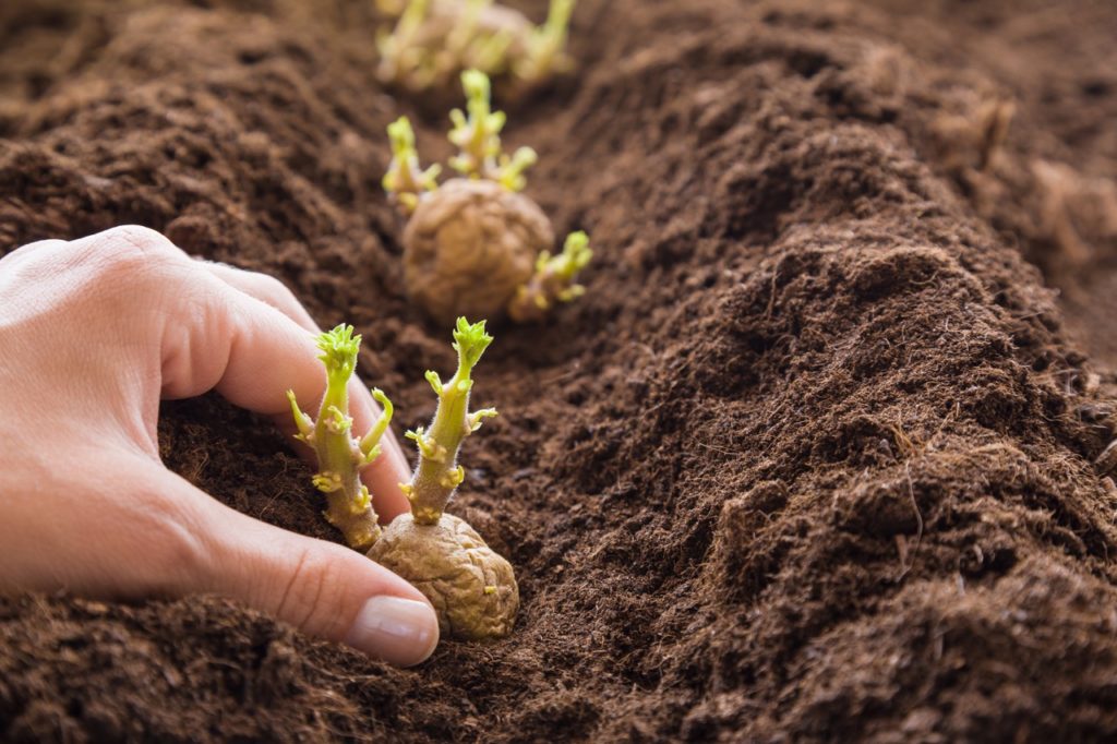 gardener placing chitted potato tubers with green sprouts into a shallow trench in soil 