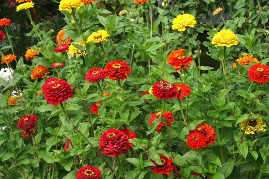 red, orange and yellow flowering zinnias growing in a large garden cluster