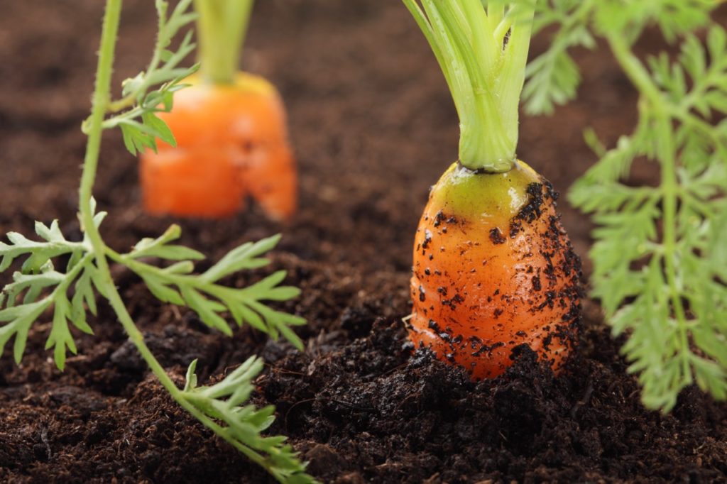 close-up of a couple of carrots emerging from the ground with slightly green tops and frilly green foliage