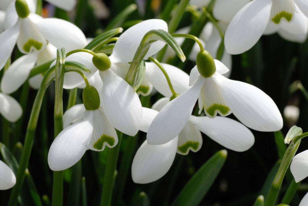 close-up of the propellor-like flowers from g. 's. arnott' plant with white petals that are marked with green