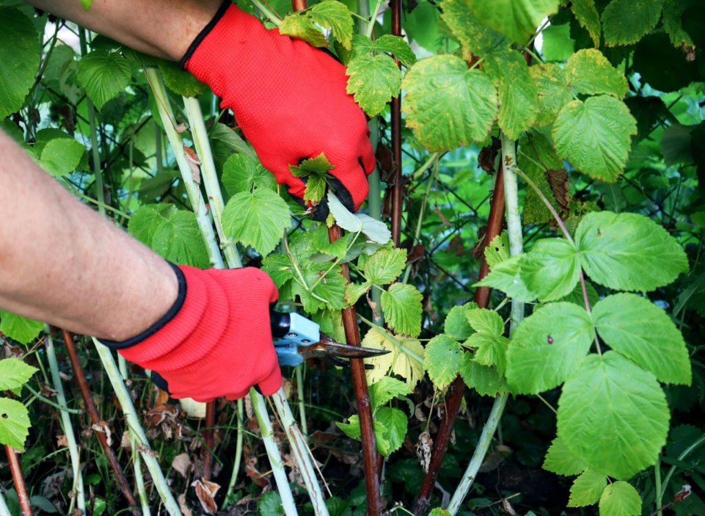 using a pair of secateurs to cut a thick brown cane from a raspberry shrub growing in front of a wired fence