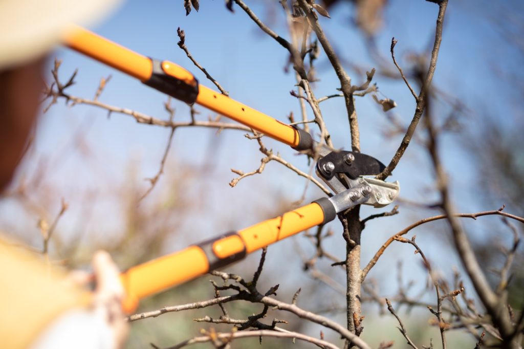 gardening shears being used to cut a branch from a dormant pear tree