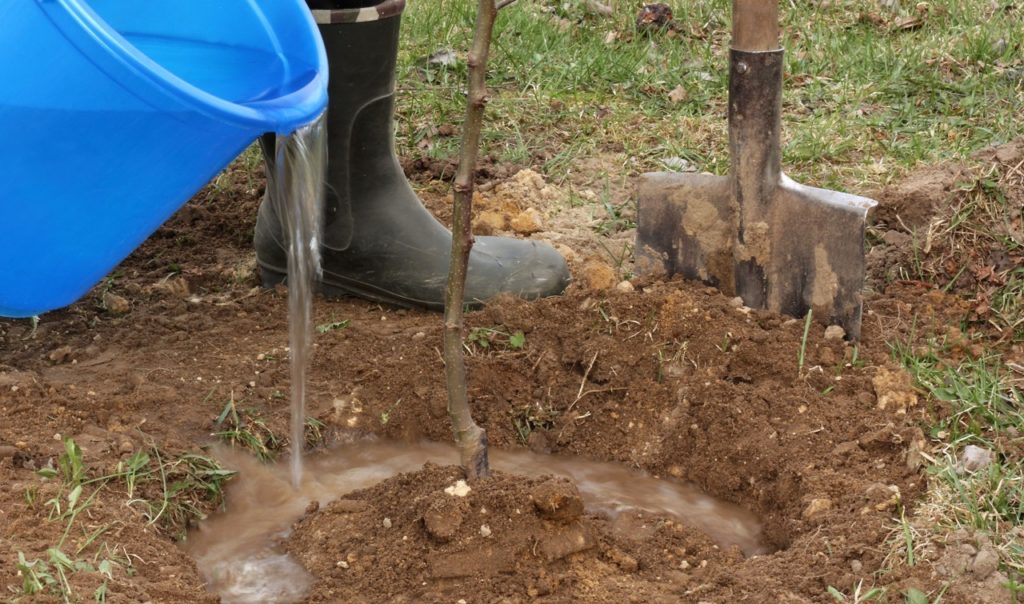 a bucket of fertilised water being poured into the shallow, circular trench that has been dug around the base of an apple tree