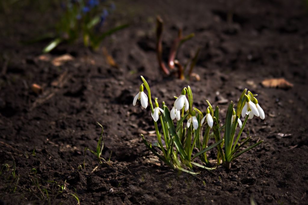 snowdrops with white flowers and short drooping stems growing from moist ground