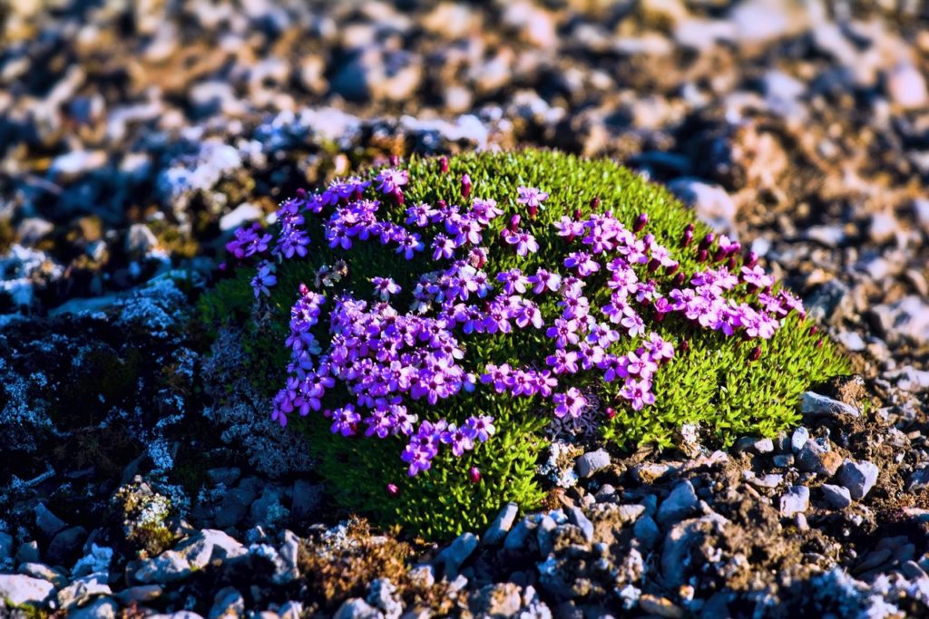 small saxifraga shrub with green leaves and tiny lilac flowers growing on rock covered ground