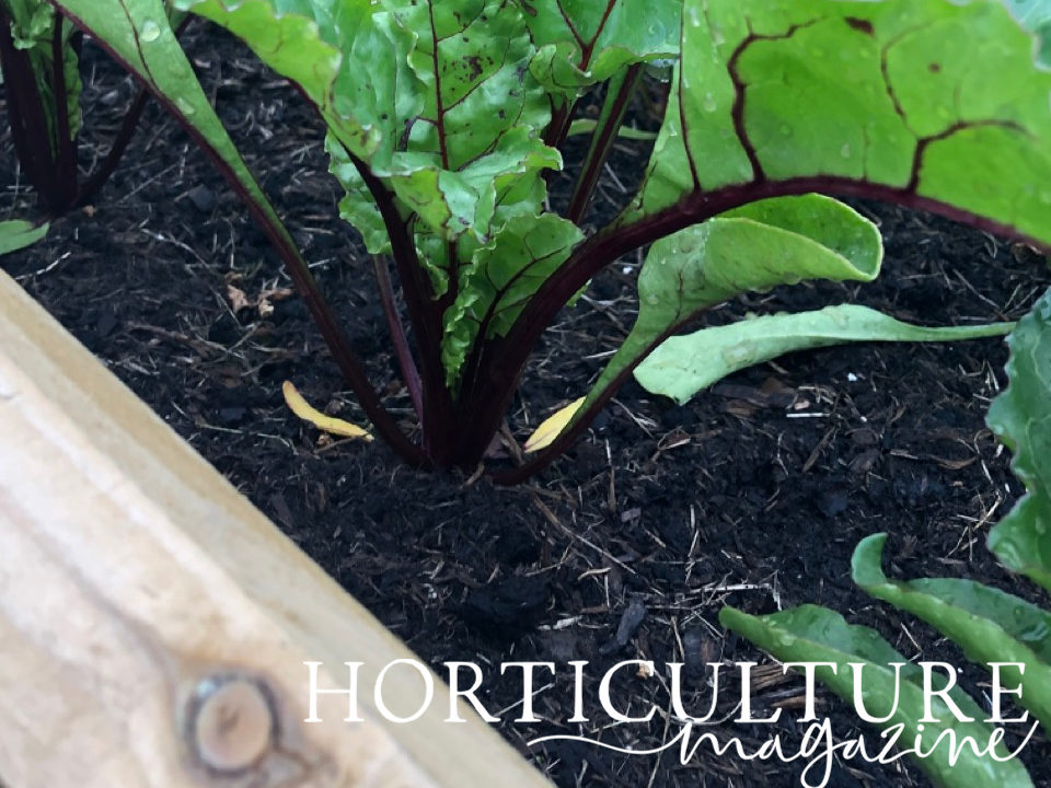 close-up of the purple stems of a beetroot plant with green leaves growing in a vegetable patch outside