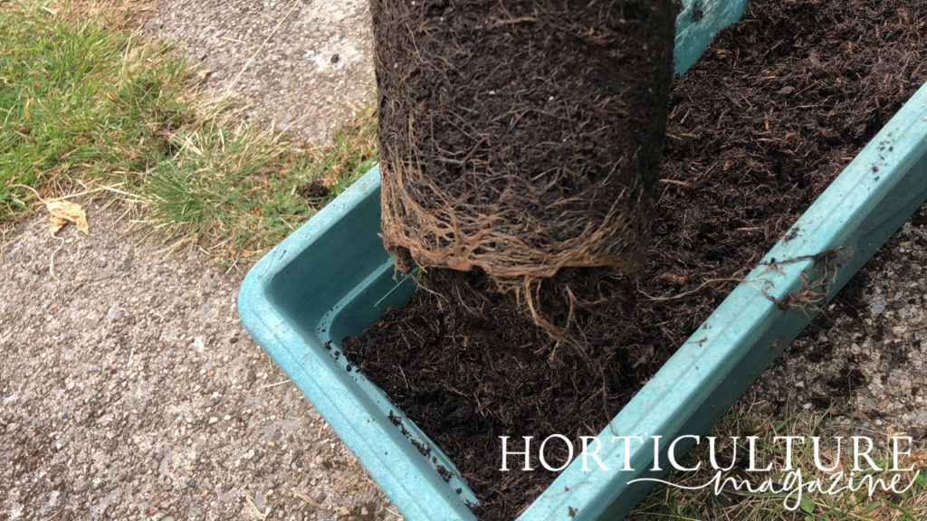 an oregano plant with soil covered roots being held up over a container filled with compost