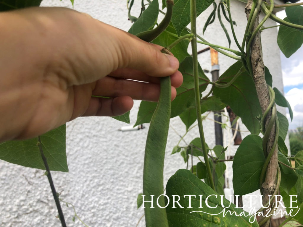 gardener holding the top of a runner bean ready to pull it from the stem of the plant it is growing from