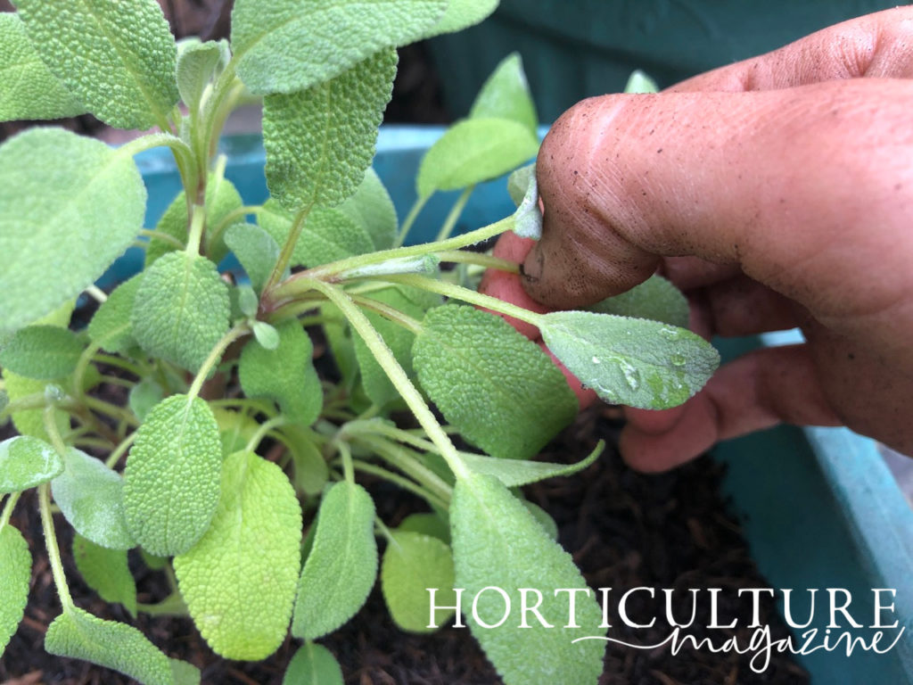 gardener harvesting a sage leaf from a plant which is growing in a blue container outside