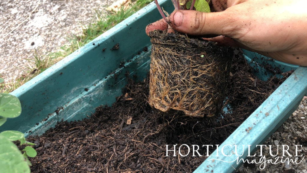 a sage plant that has been removed from its previous pot being placed into a planting hole in a rectangular container