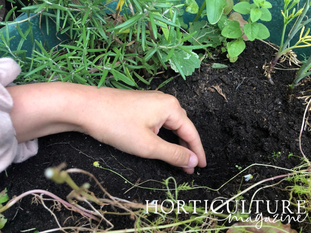 a hand preparing a hole in the soil of a raised garden bed for planting