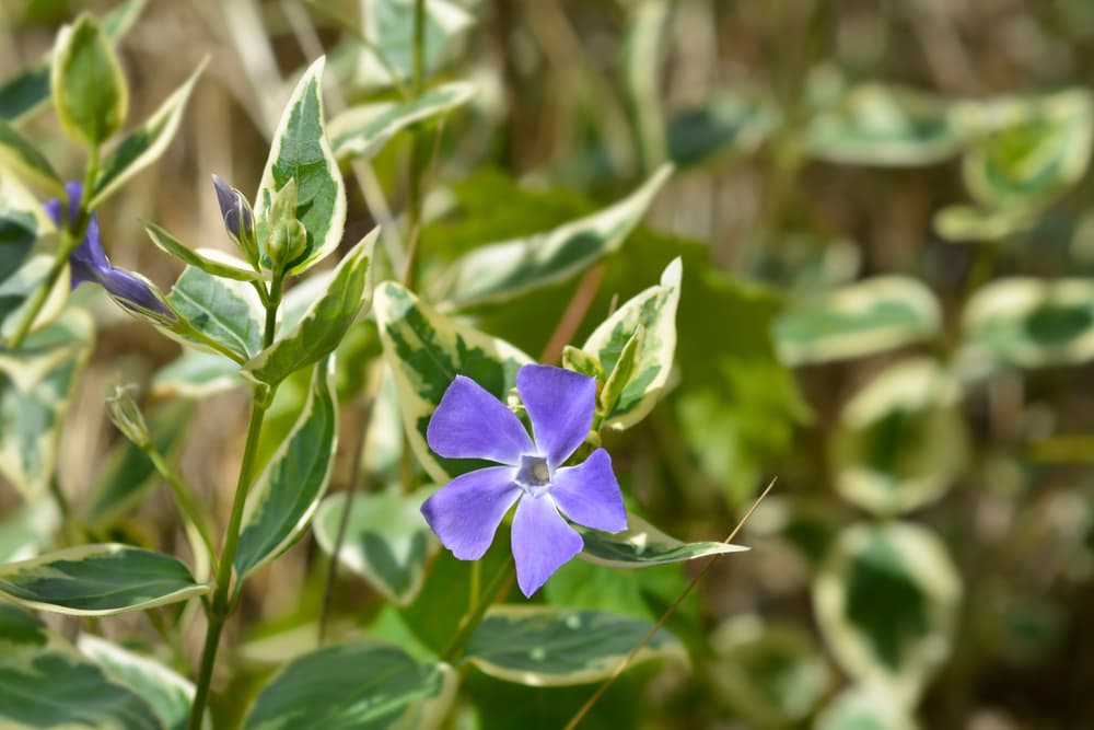 V. minor ‘Variegata’ leaves and lilac flower