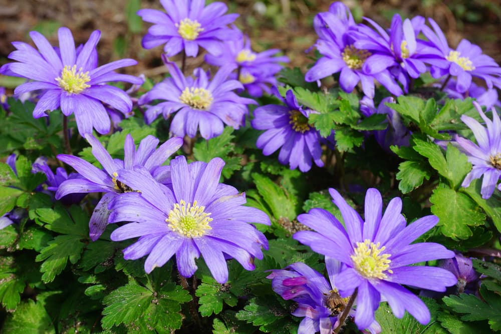 thin, outstretching purple petals of A. apennina with green centres and yellow stamen