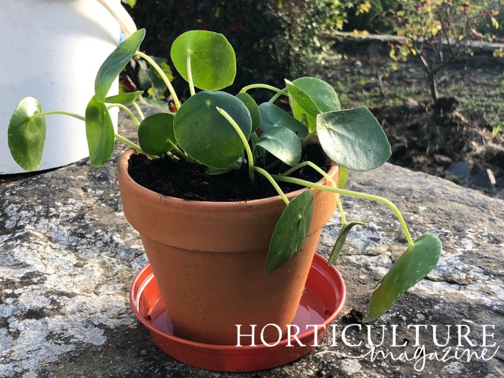 bottom watering a container-grown Pilea peperomioides plant with a plastic tray
