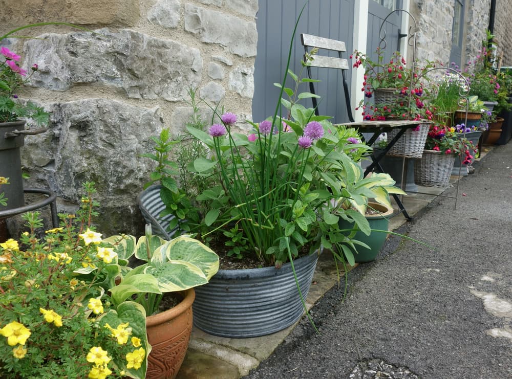 hostas, pink flowering chives and other plants growing in pots