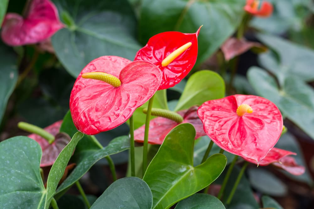 waxy red flamingo flowers in bloom with bright yellow spadix