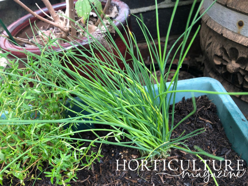 Harvesting Chives When & How Horticulture Magazine