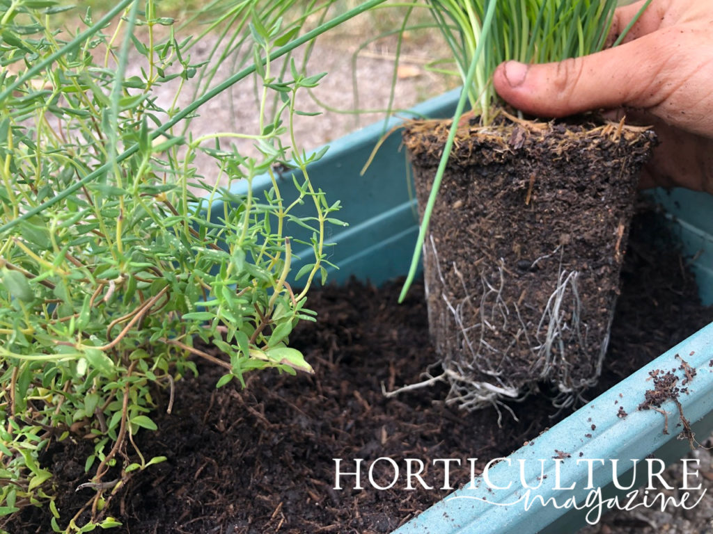 chive plant that has been removed from its pot to reveal its roots being held up over a planting hole in a planter