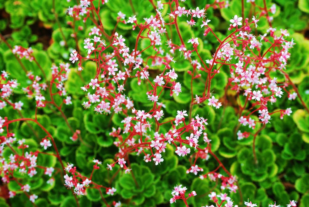 birds eye view of London Pride saxifrage with bright red stems and tiny white and pink flowers with green foliage in the background