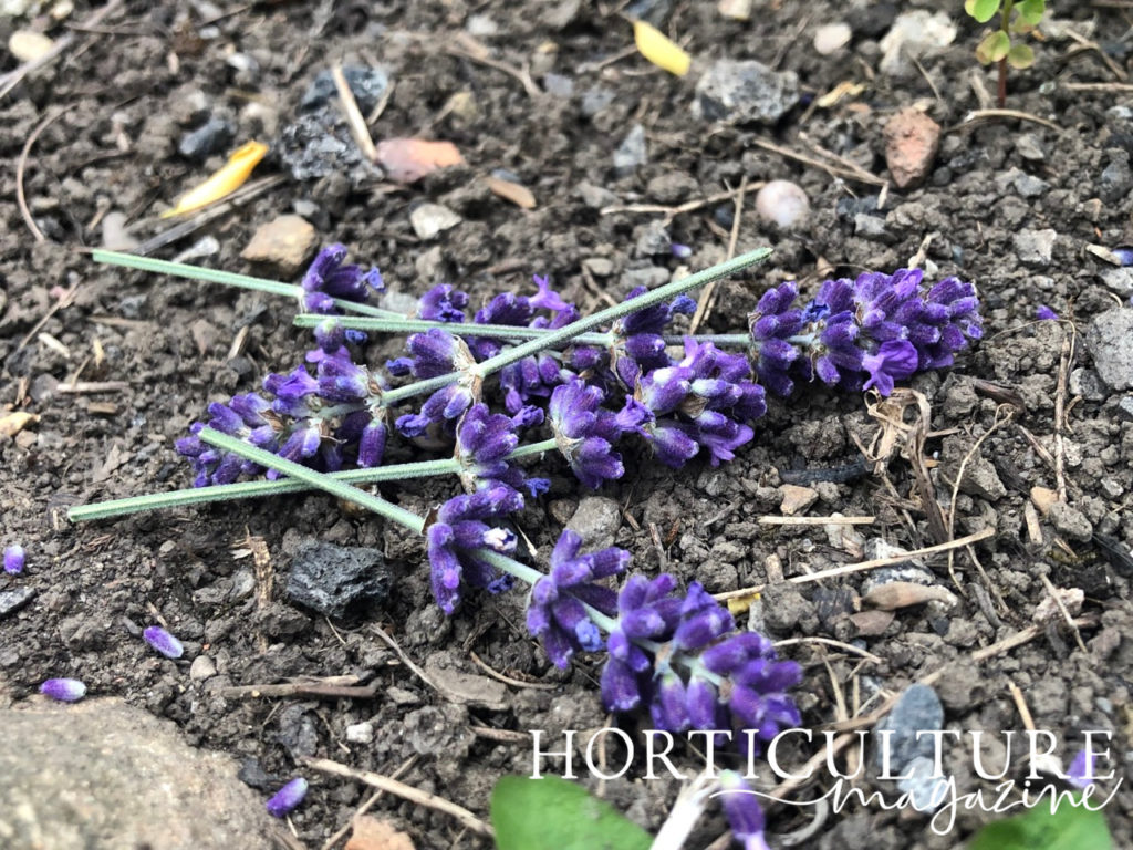 harvested lavender with purple flowers laid outside on a stone-covered floor