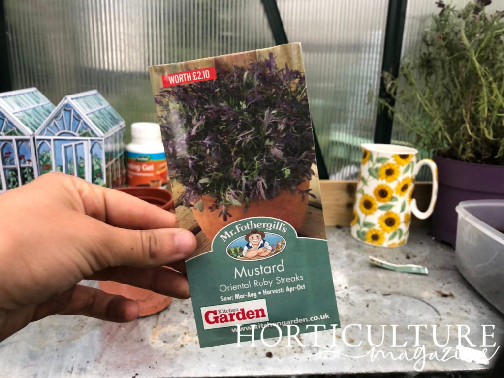 gardener holding up a packet of mustard 'Oriental Ruby Streaks' seeds in front of a potting table in a greenhouse