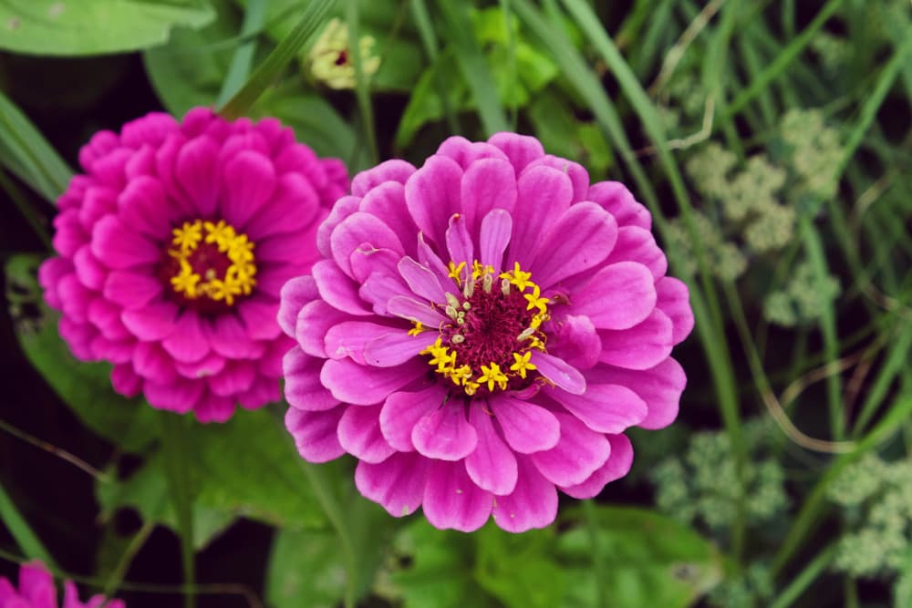 two flowers of Z. elegans 'Purple Prince' in focus