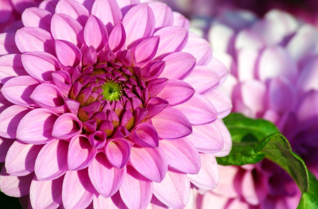 close-up of a pink flowering chrysanthemum with pale pink petals that get darker towards the centre of the flower head