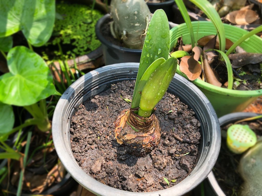 sprouting leaves from an amaryllis bulb growing next to other potted plants outdoors