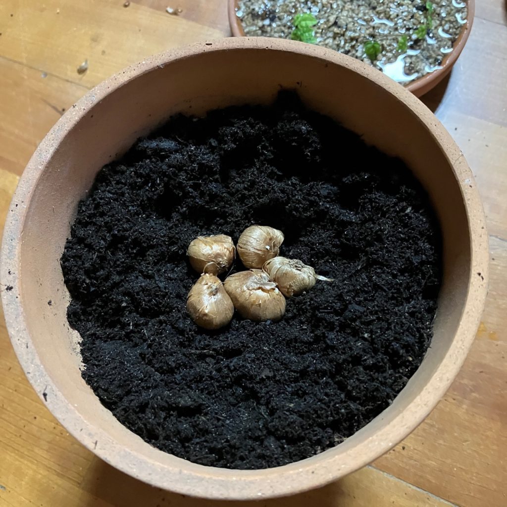 small brown flaky crocus bulbs placed at the centre of a container filled with compost
