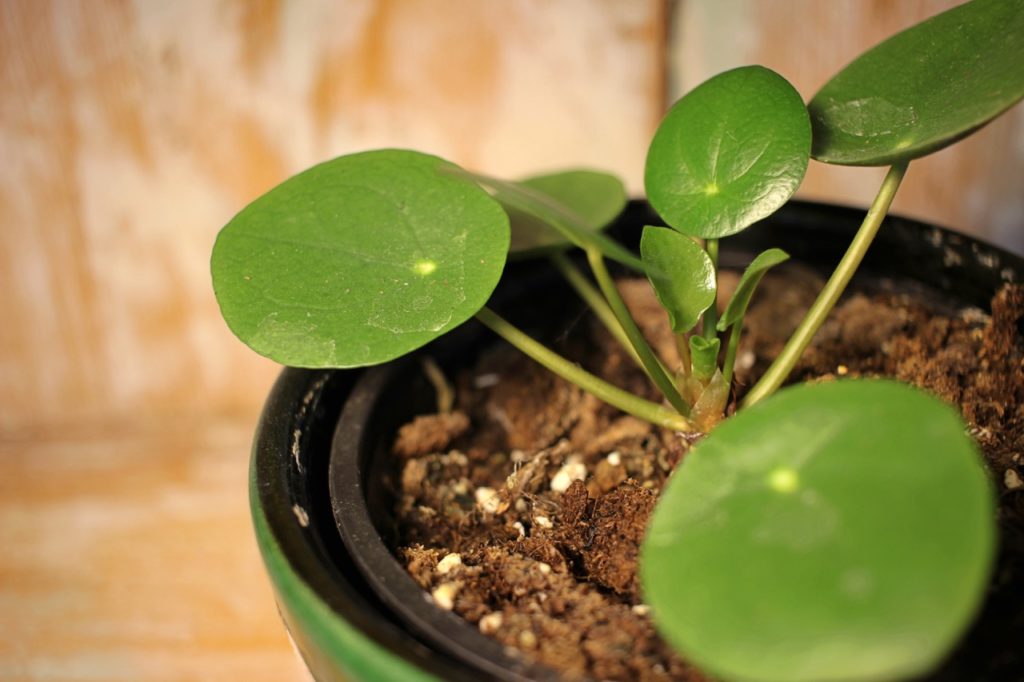young Pilea peperomioides plant with rounded green leaves on tall stems growing in a container inside