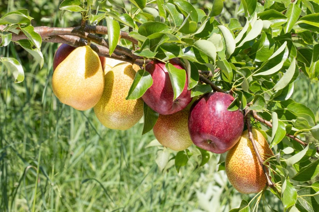 a duo fruit tree branch bearing both yellow pears flecked with brown spots and deep red apples