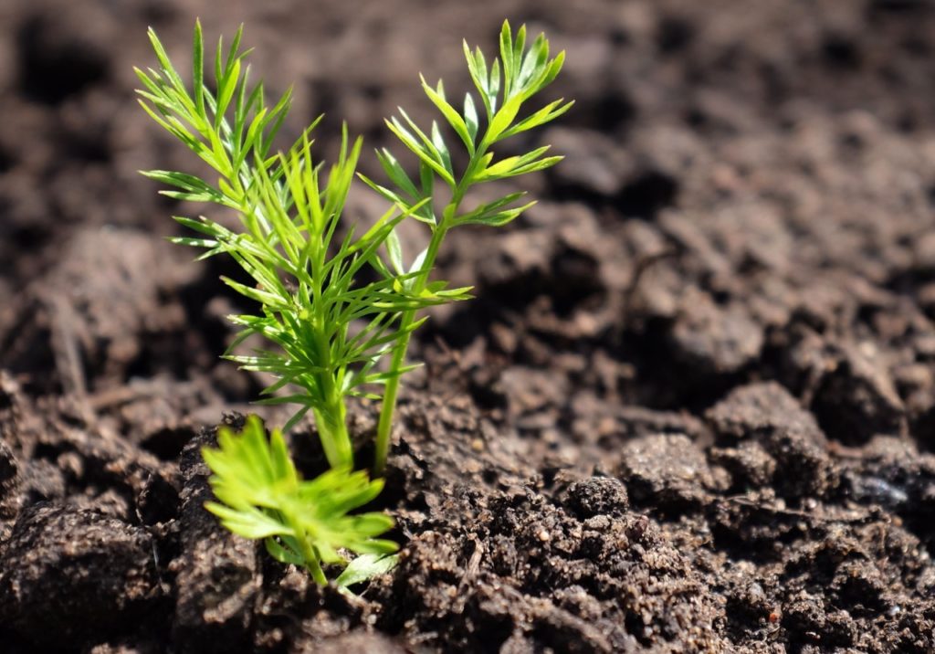 a nigella seedling with green leaves sprouting from moist soil