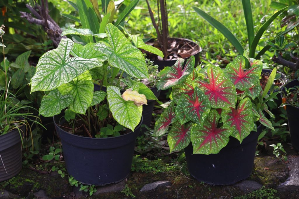 two potted angel wings plants with different coloured leaves