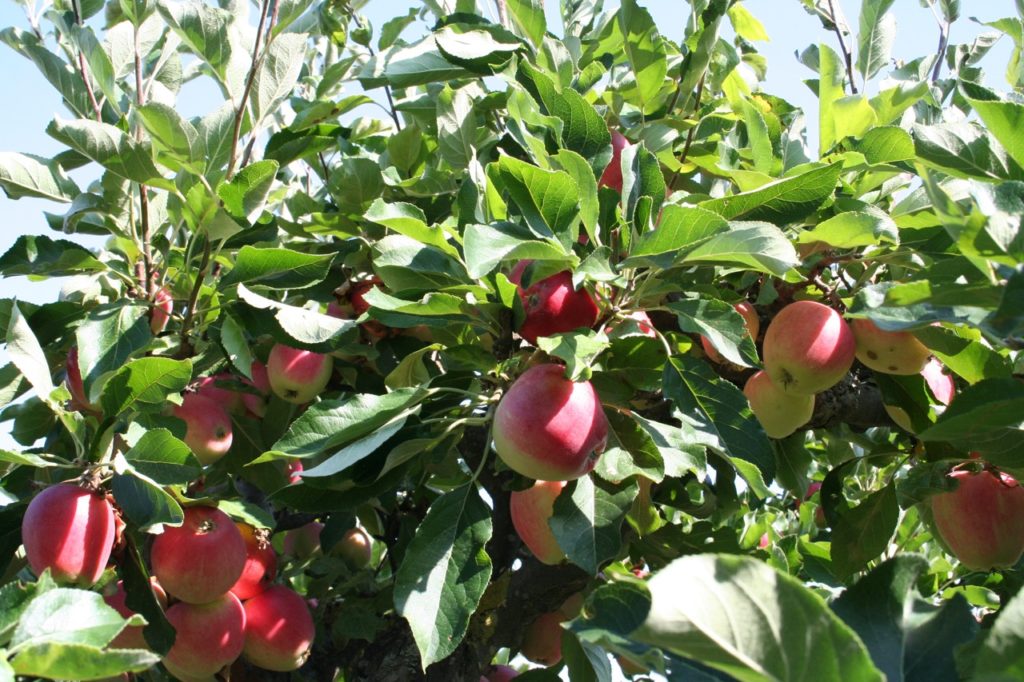 apple tree 'James Grieve' with lots of green leaves and red fruits growing outside