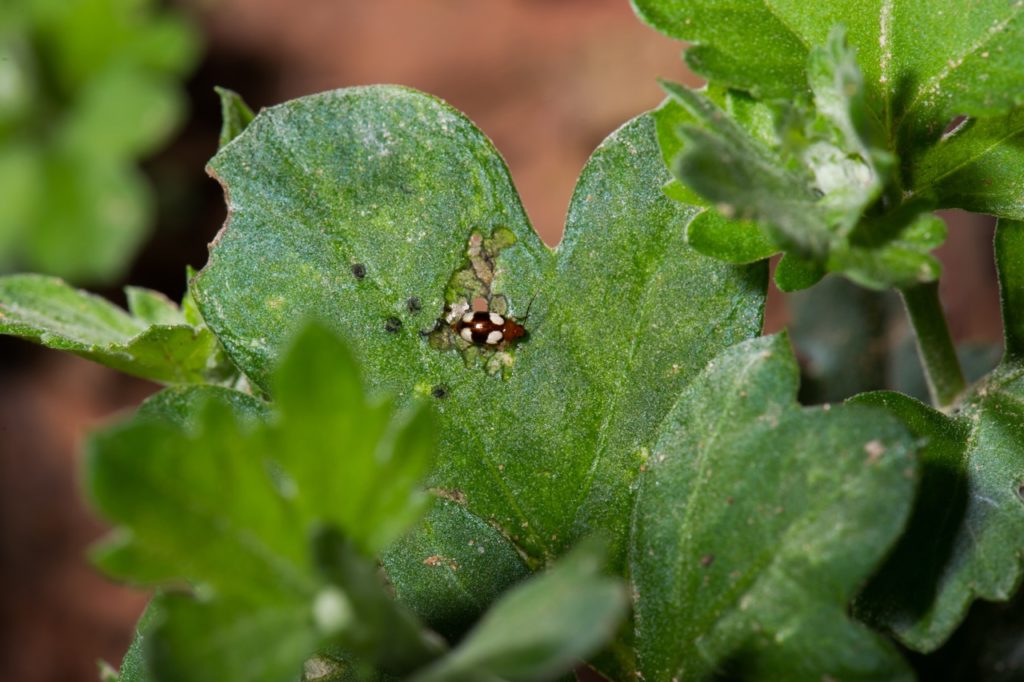 chrysanthemum leaf with holes in it caused by pest damage and a bug on the surface of the leaf