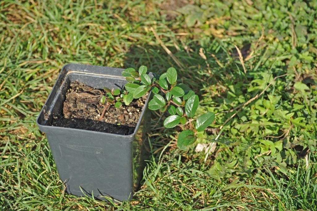 a young cotoneaster sapling growing in a square pot