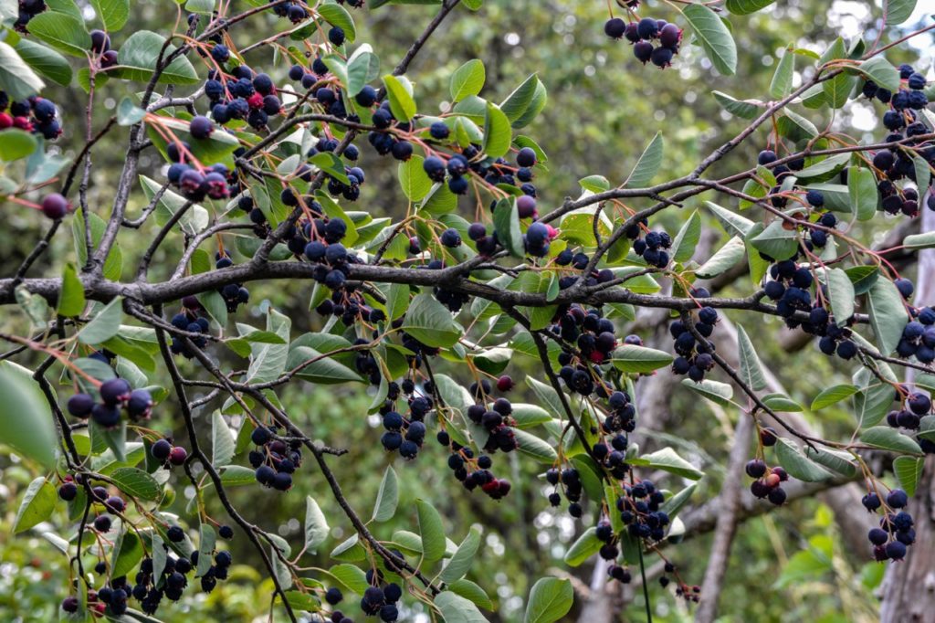 black berries growing from a Amelanchier tree with green leaves 